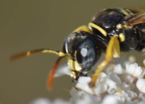 Gorytes quinquefasciatus